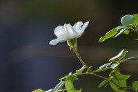 Nace una flor