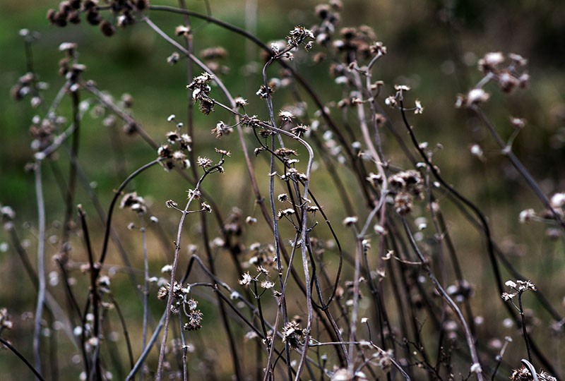 Pequeas Flores