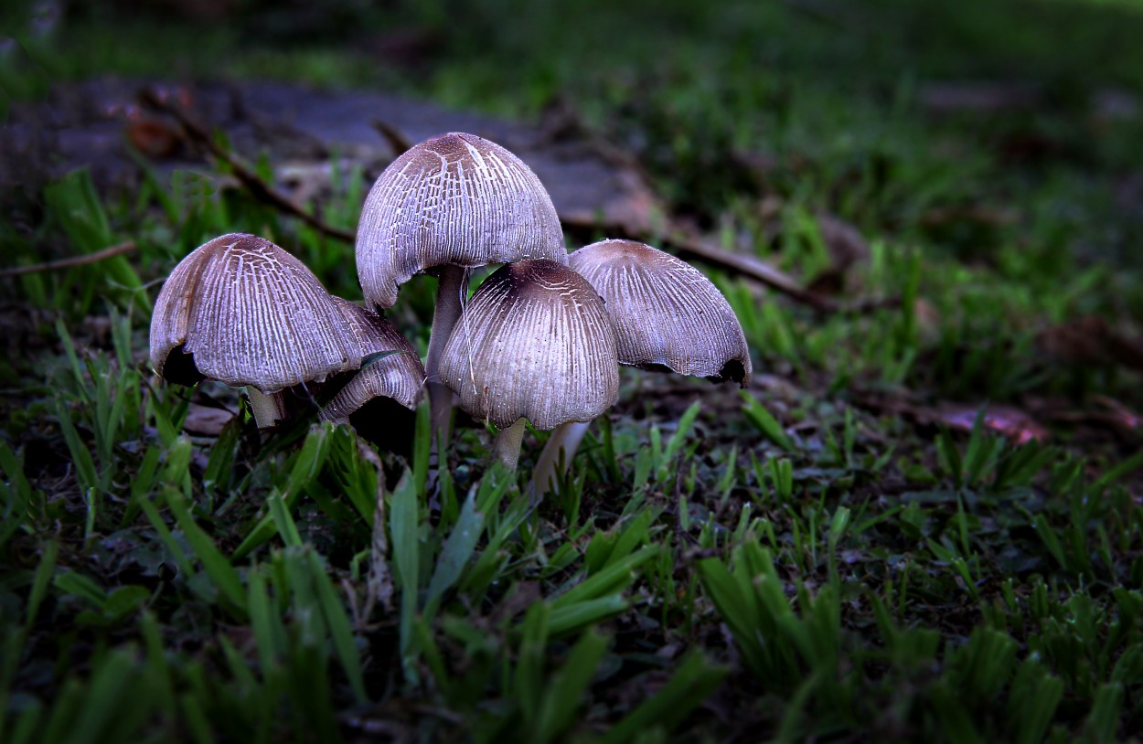 Hongos de Areco