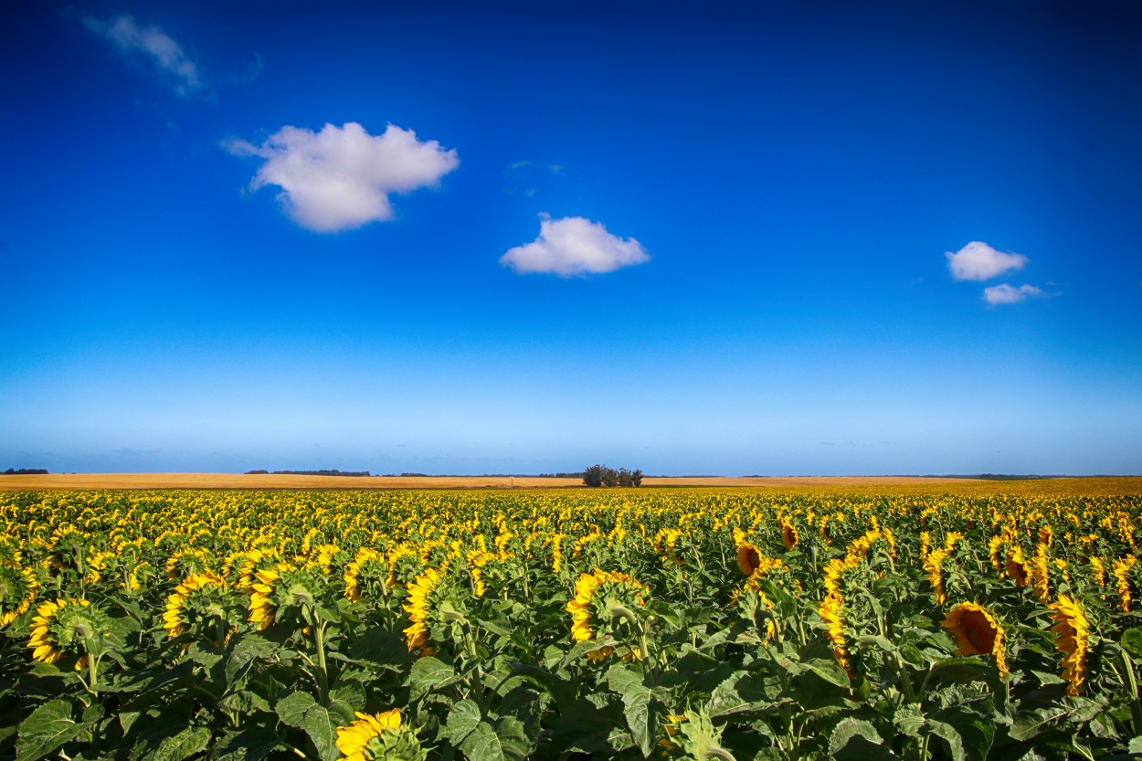 Campo de girasoles...