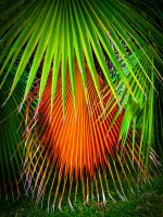 Palmera 3