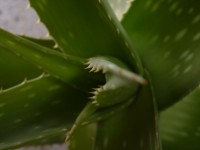 Aloe vera 1