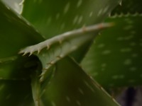 Aloe vera 2