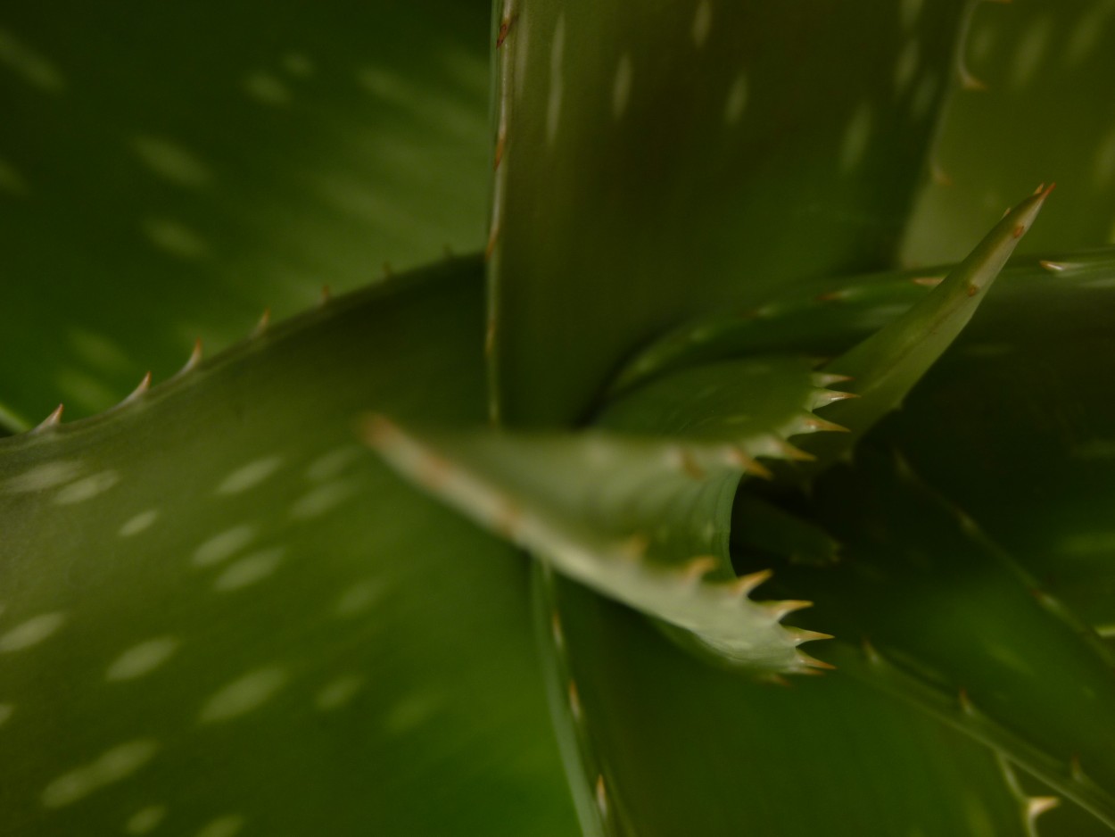 Aloe vera 366-