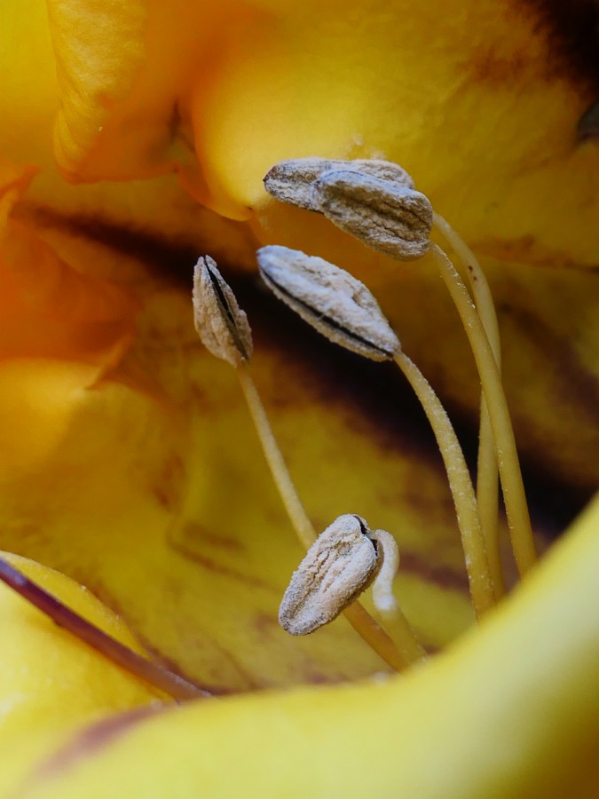 Pistilos de una flor