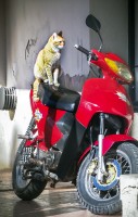 Gatito motociclista