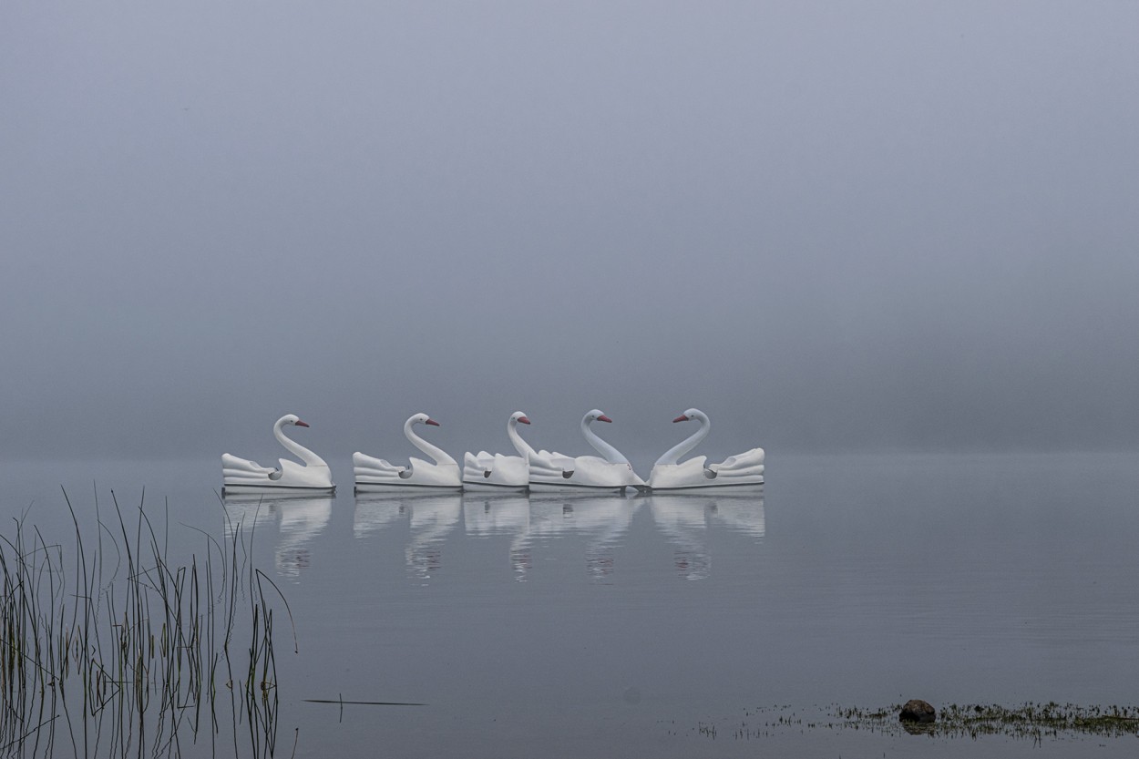 Cisnes en Pehuenia