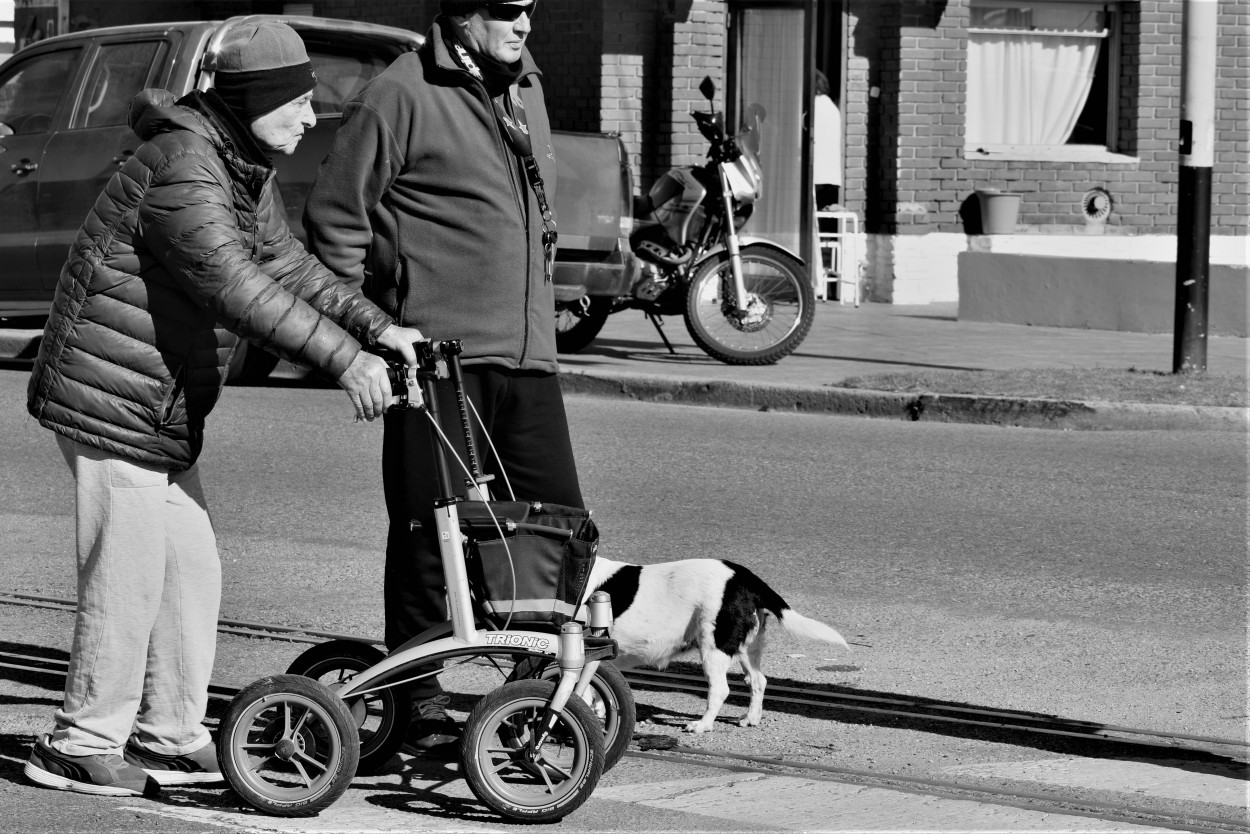 piloto, copiloto...mascota