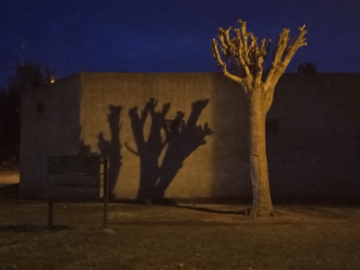 Un arbol en la noche