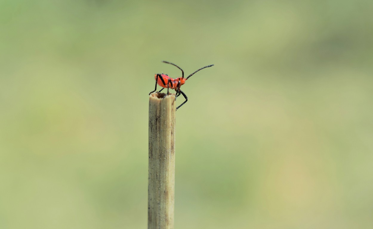 Equilibrio