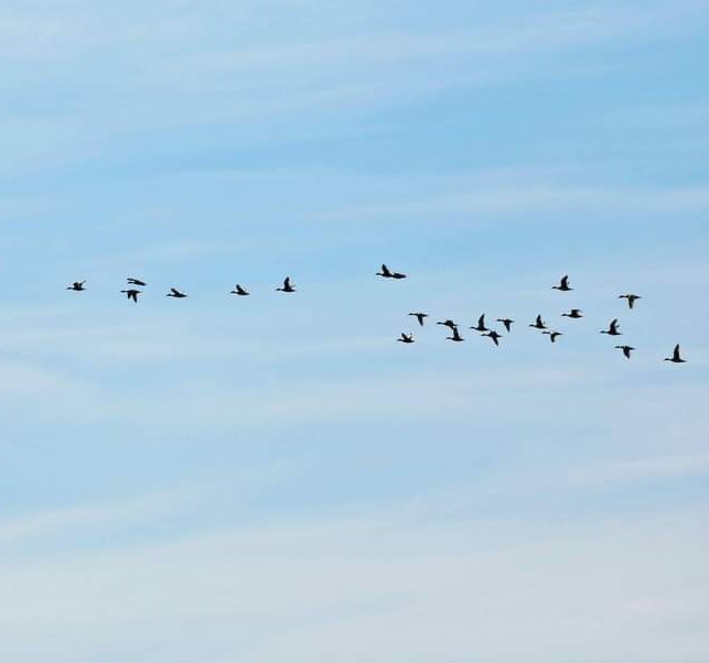 Vuelo de libertad!!!