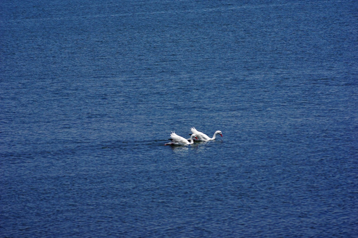 Cisnes