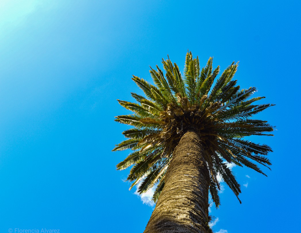 Una palmera en el cielo