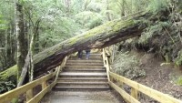 Sendero a Cascada Los Cantaros - Bariloche