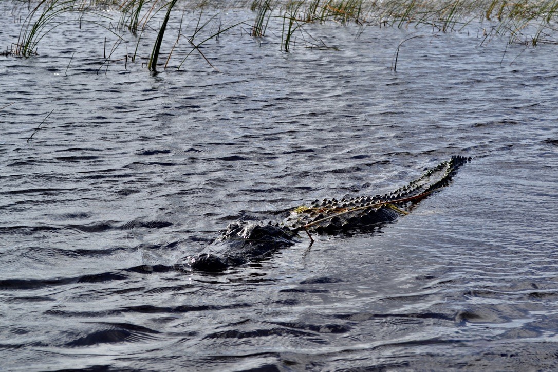 cocodrilo de Everglades