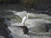 Garza blanca