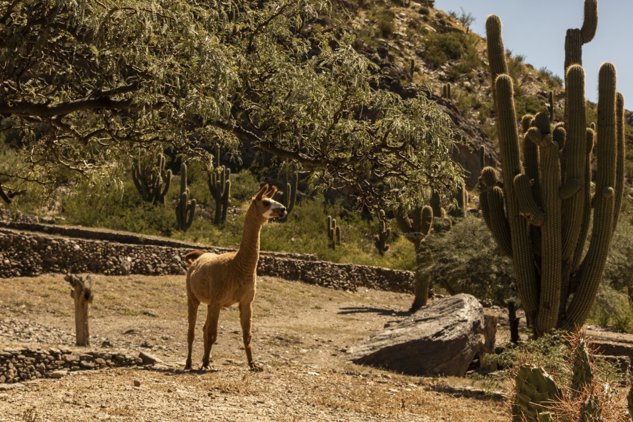 Guanaco esquilado