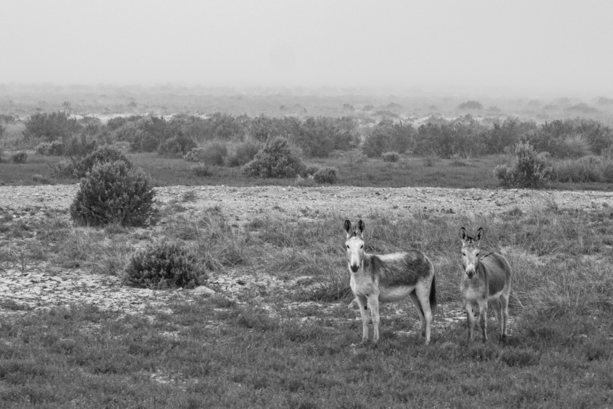 Dos burros en la neblina 3