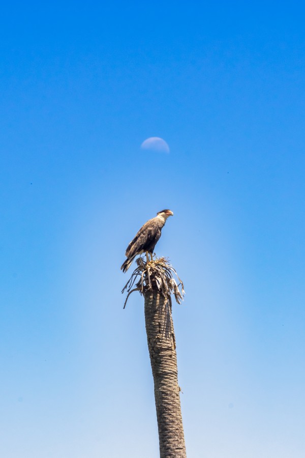 Siguiendo la luna