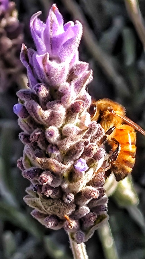 Lavanda