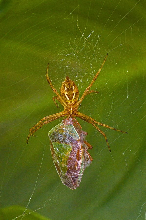 ARGIOPE ARGENTATA CON CHINCHE VERDE