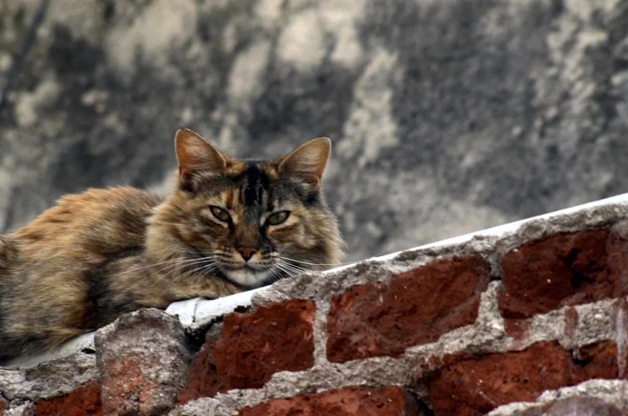 Gatos de tejados