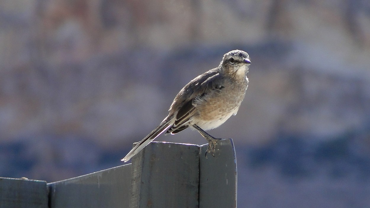 Calandria Mora