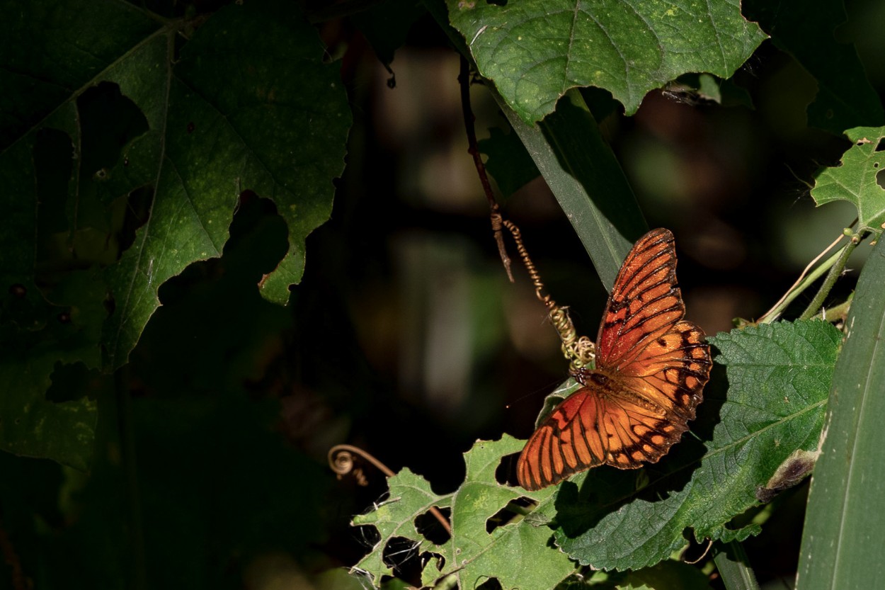 Papillon (Espejitos)