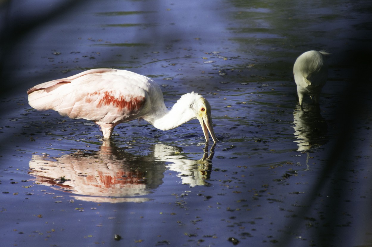 Reflejo rosado