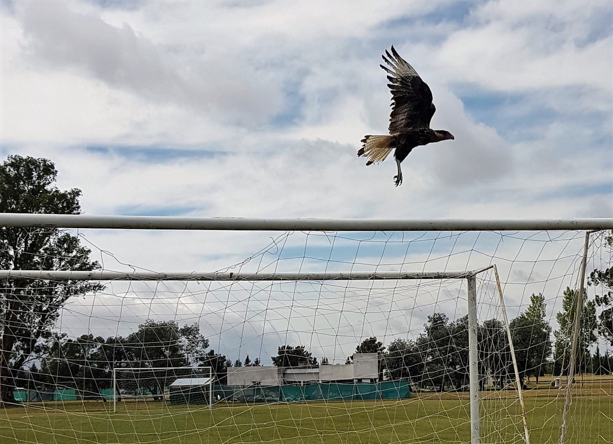 La Libertad de volar...