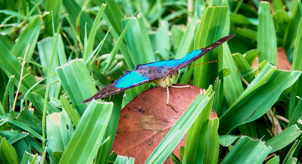 Mariposa