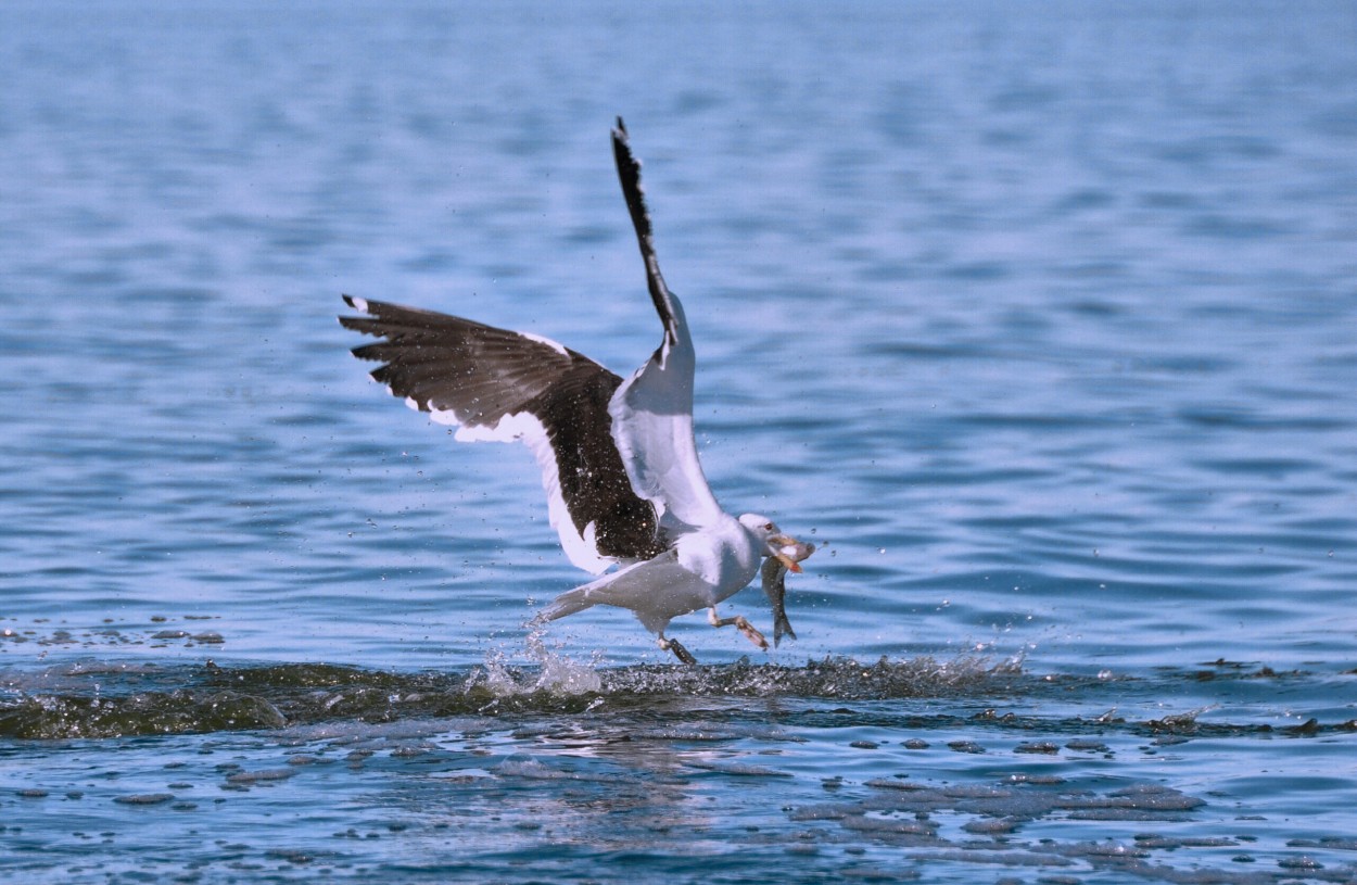 Pescando