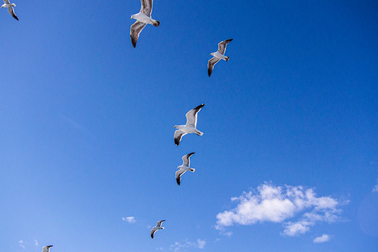 Gaviotas en libertad