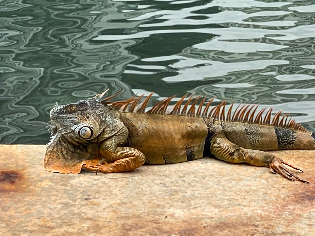 Iguana