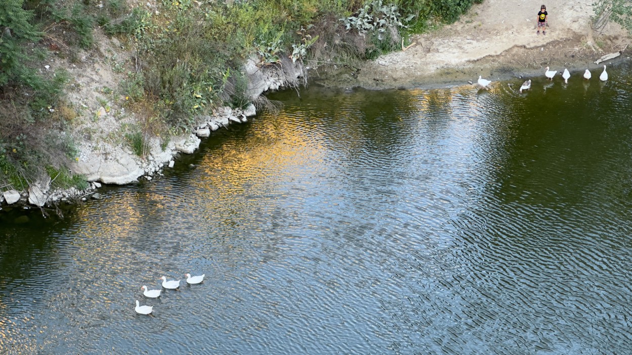 Nio mirando los patos