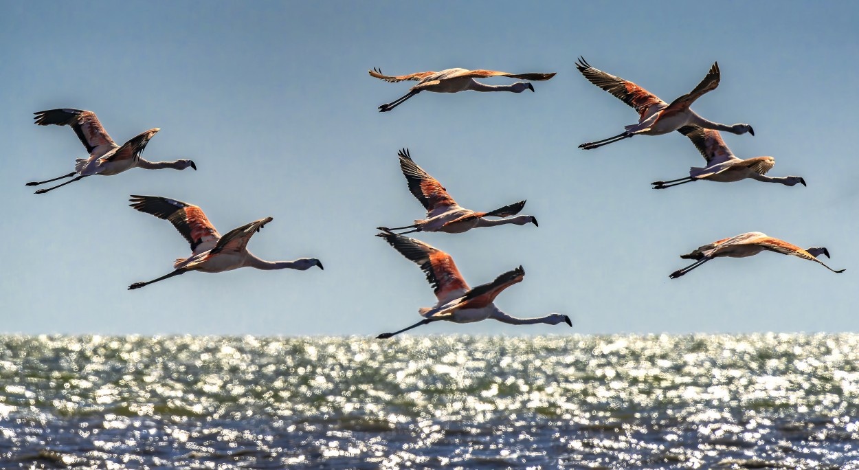 El vuelo perfecto...