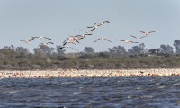 Un mar de flamencos...