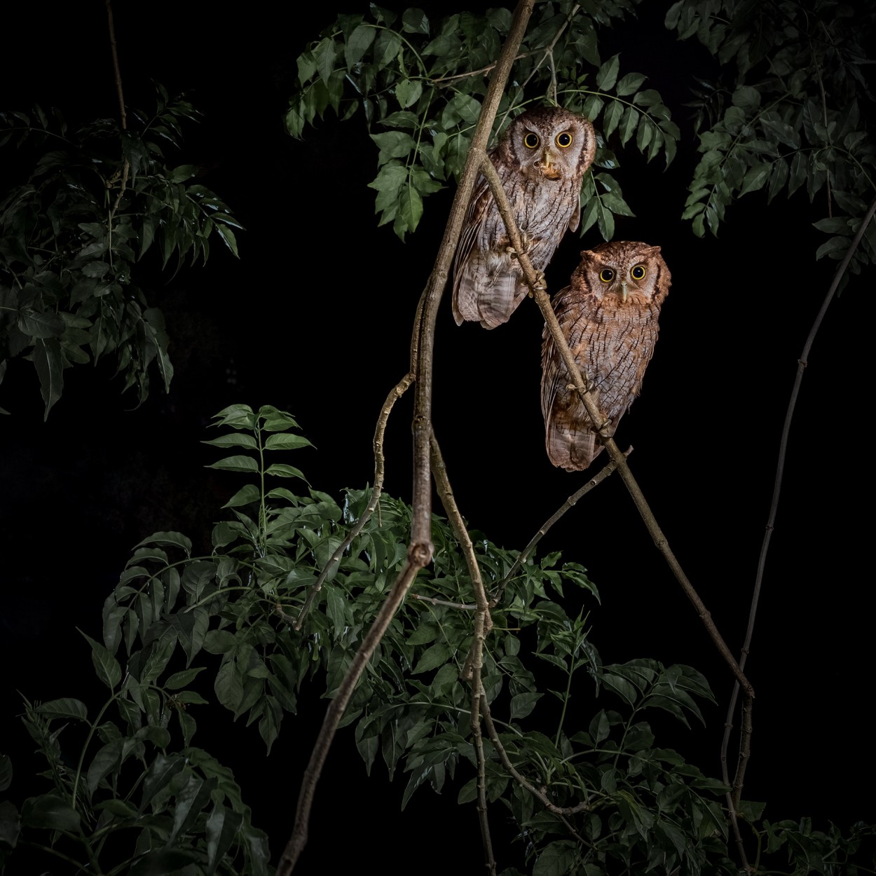 Espectadores de la noche