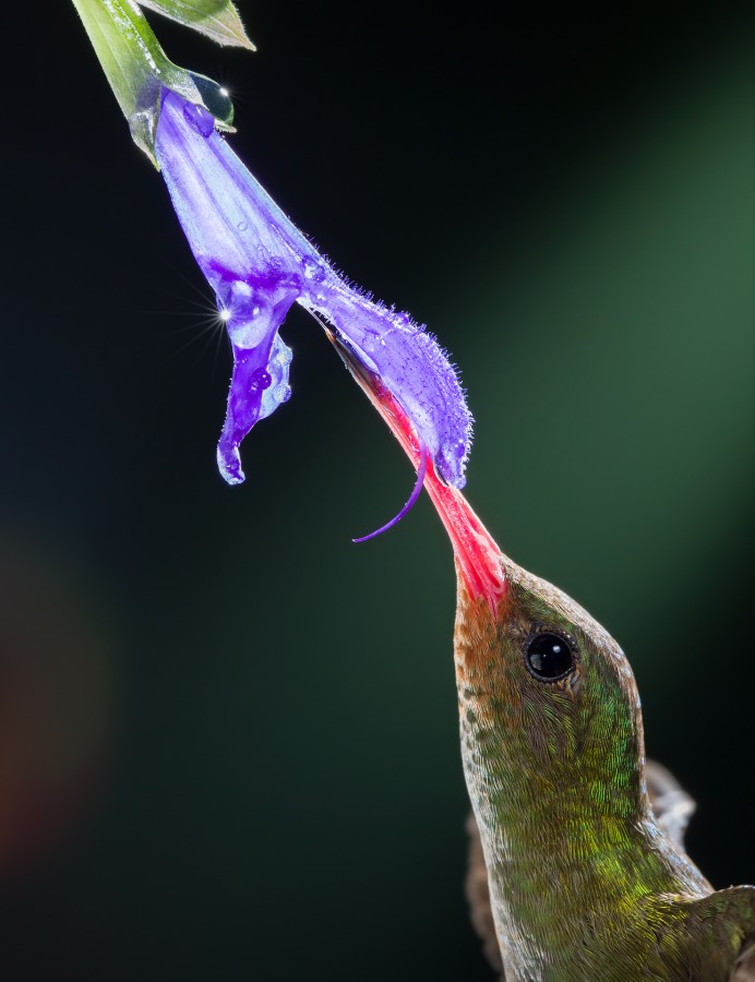 Salvia y Esmeralda