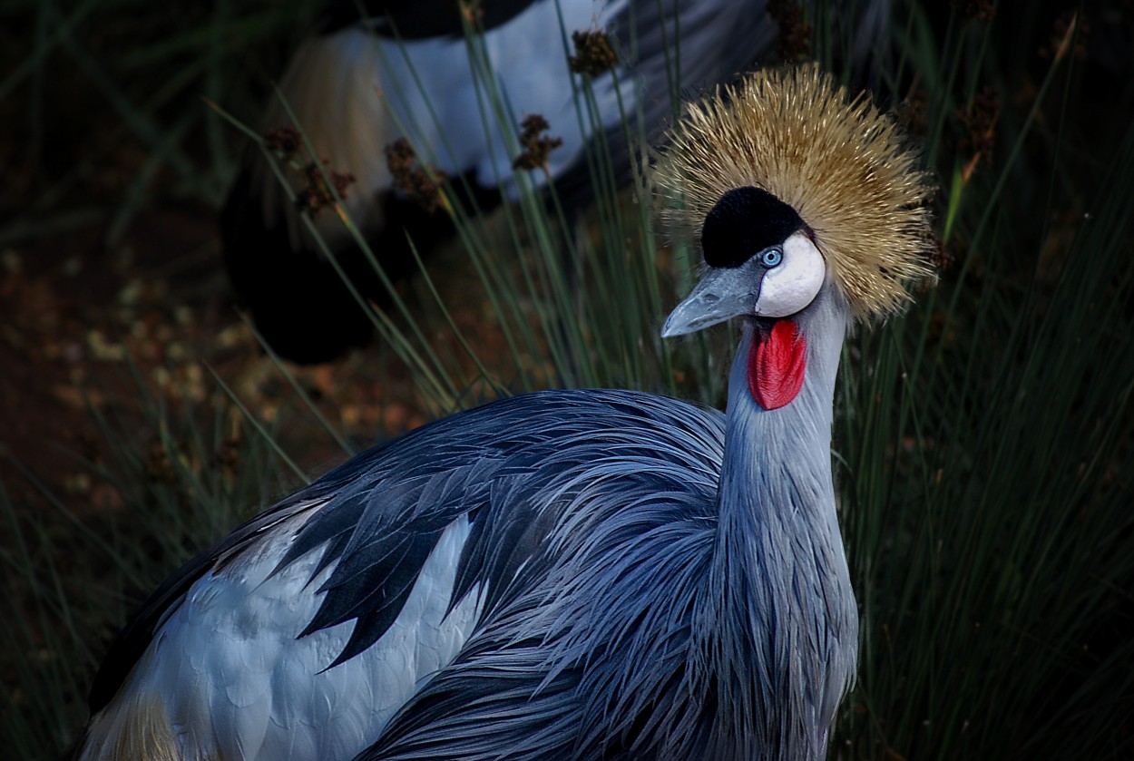 Grulla coronada cuelligris