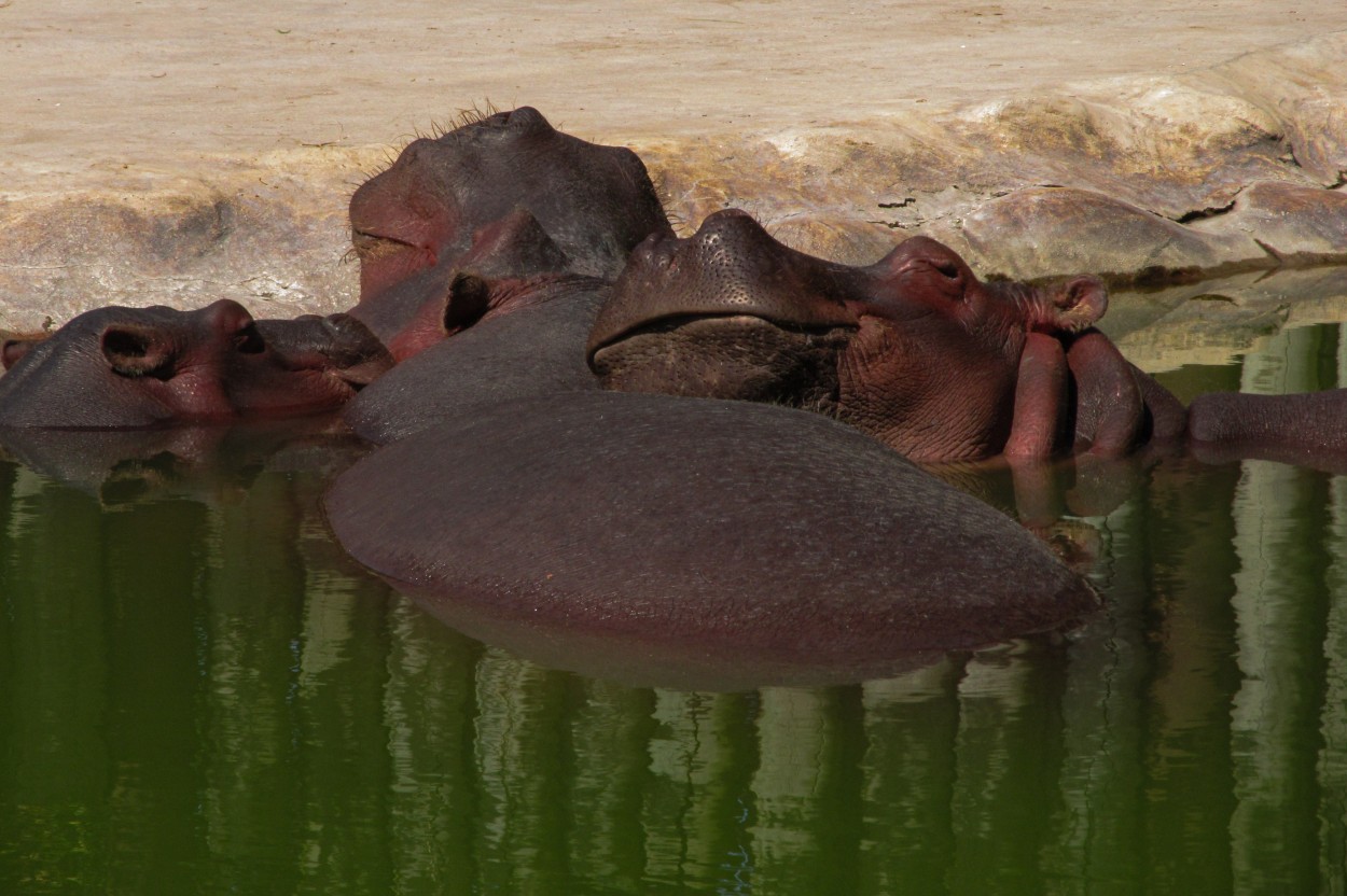 Siesta colectiva