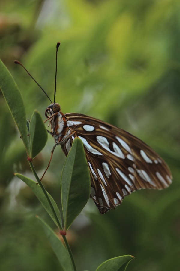 Mariposa