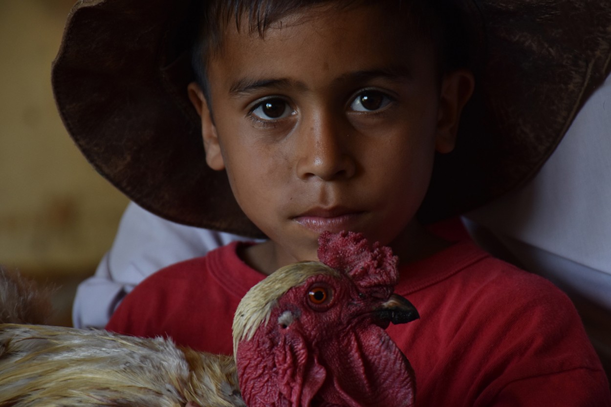 El gallo de Adriel