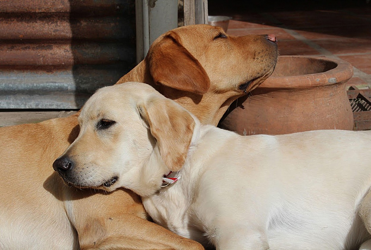 Siesta al sol