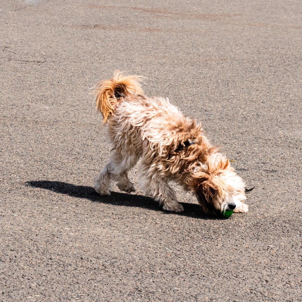 Jugando con su pelota