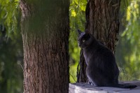 Mirada felina