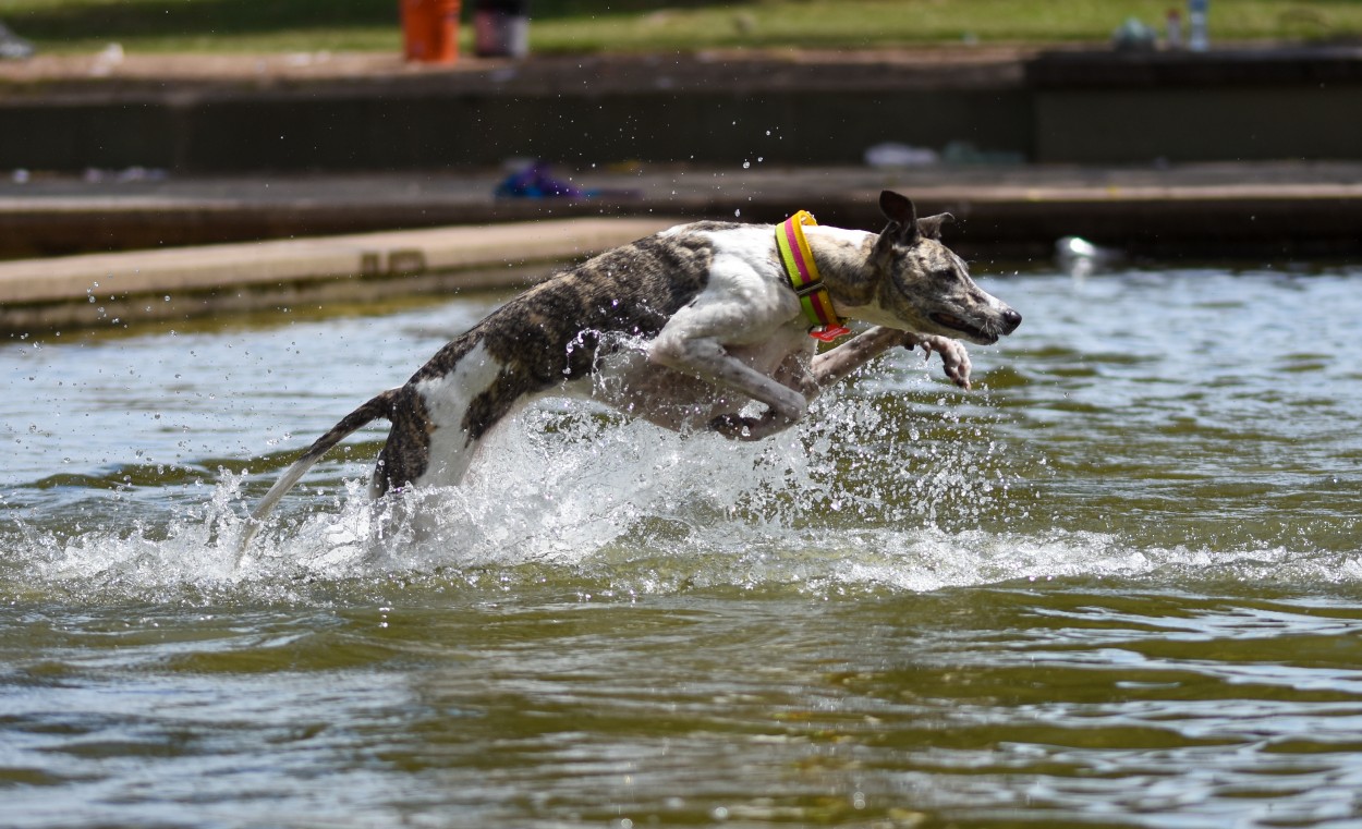 Al agua lupi !