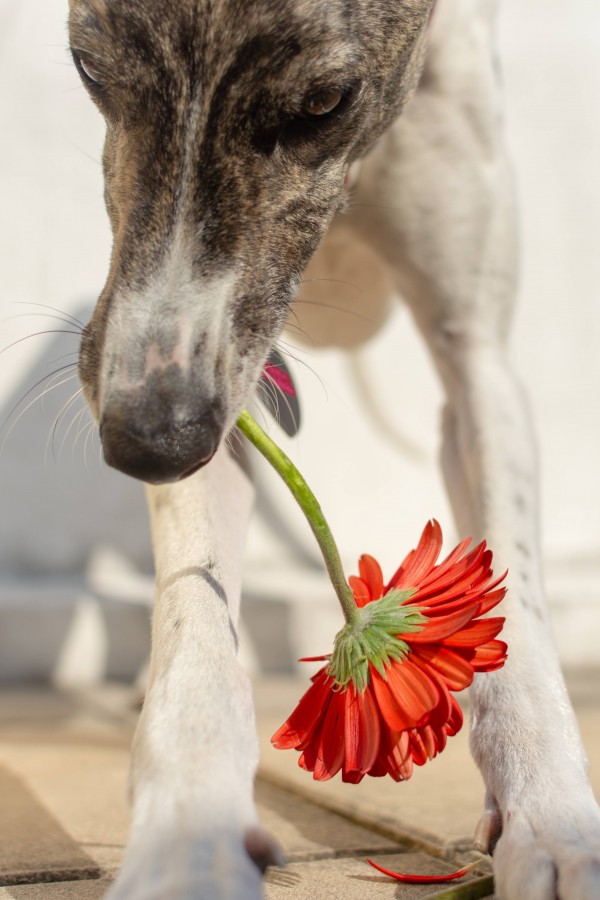 Flor de galga