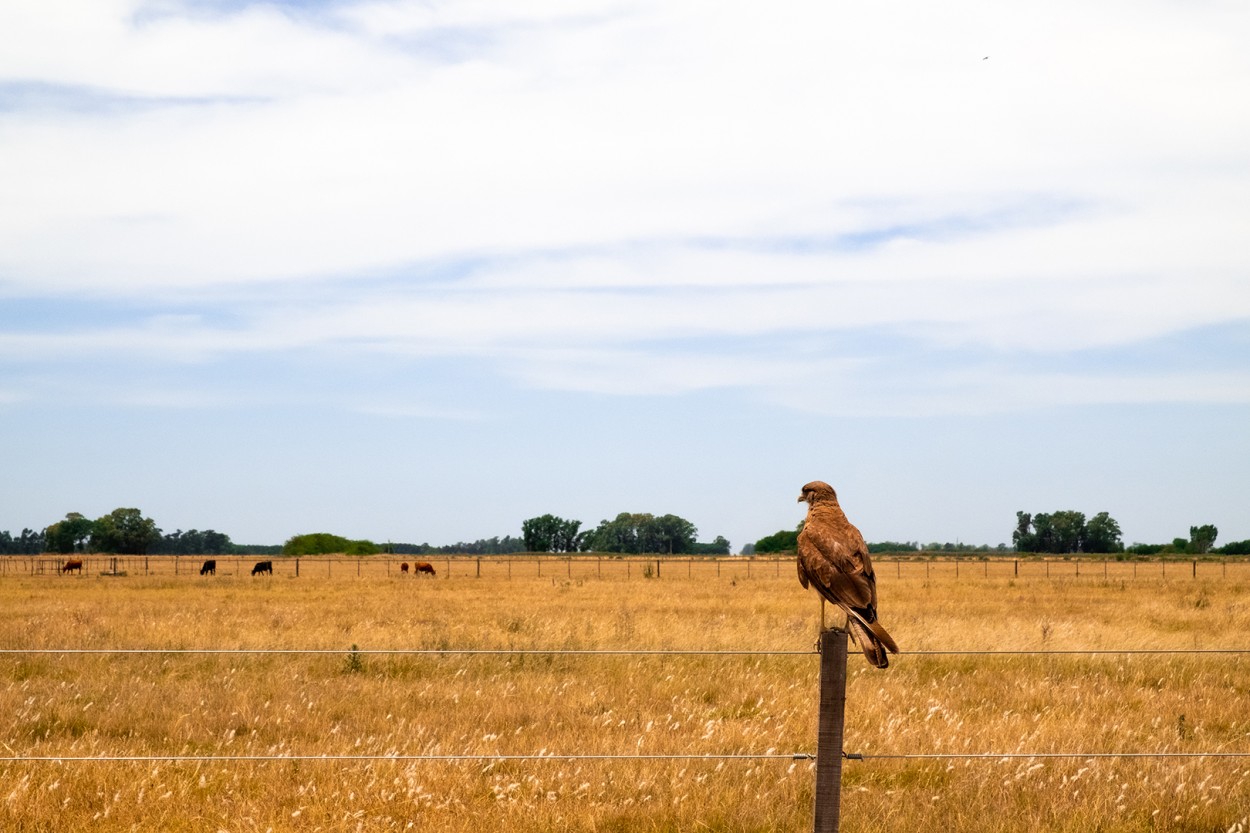 Campo