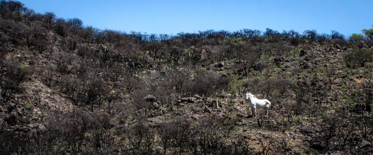 Blanco salvaje